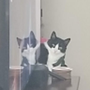 Meet your Posher, Maddie